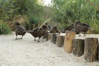 2013-08-26 Tierpark a Fossilium Bochum